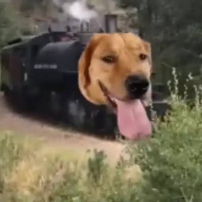 Train dog's profile picture