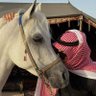 ماجد المطيري profil fotoğrafı
