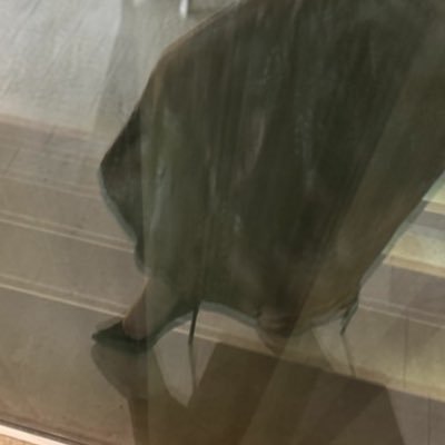 iiinouf_almarri's profile picture
