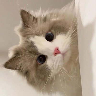 XinYi_Capital's profile picture