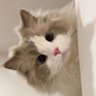 Cookie's profile picture