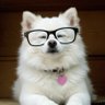 Dogdump ™ 💜🇺🇸 profil fotoğrafı