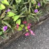 fsusn 的头像