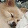 ［ぱらだいす］'s profile picture