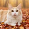 ファジねこ 的头像