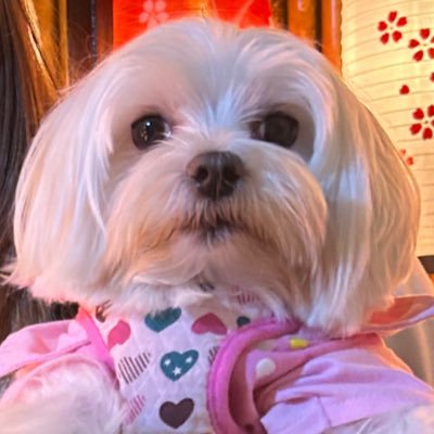 dimdim's profile picture