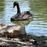 Фото профиля Black Swan