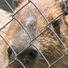 Profilbild von CapybaraFortune