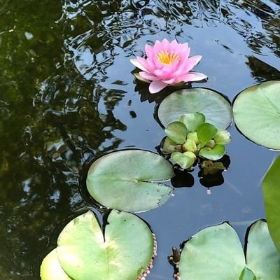 aestlotus's profile picture