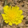 Фото профиля meltus
