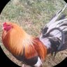 Profilbild von Silence Dogood