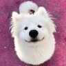Profilbild von DOG GIRL