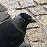 Profilbild von Ludwik