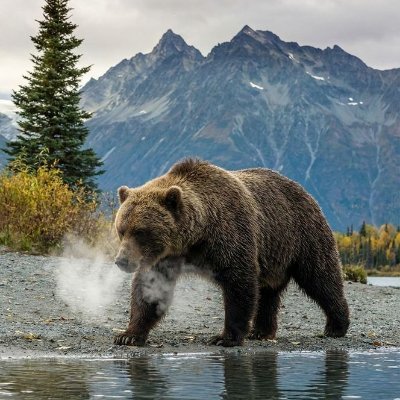 𝝗𝝨𝝙𝝘🐻's profile picture