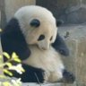Profilbild von Panda 🌵🪽