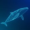 Uz Whale 的头像