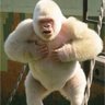 Profilbild von Gorilla 🦍