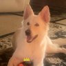 SunnyRL's profile picture
