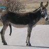 MassiveDonkeyBoner profil fotoğrafı