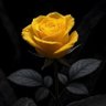 زهرة الربيع's profile picture