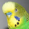Rezonansiyel profil fotoğrafı