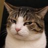 Tom Cat 的头像
