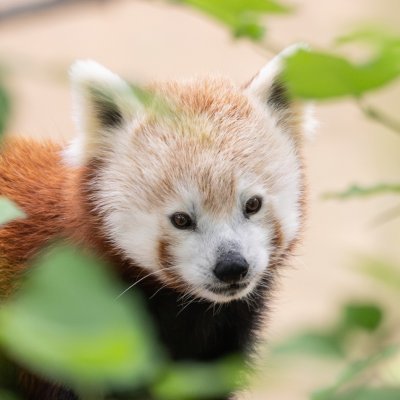 Bronx Zoo's profile picture