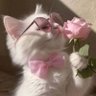 لورا profil fotoğrafı