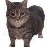 gatoboludo's profile picture