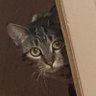Profilbild von grey