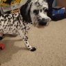 Maximus's profile picture