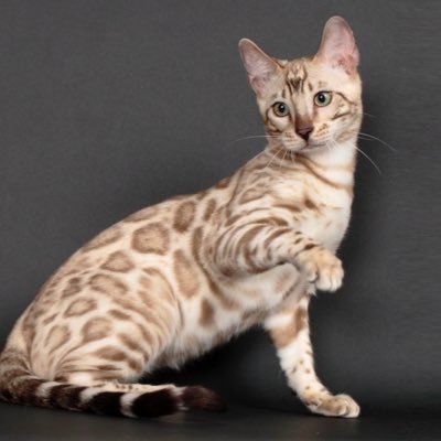 elpiscat_leon's profile picture