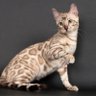 Leo@ElpisCat Bengal's profile picture