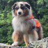 Profilbild von Pawl