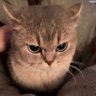 Fuff's profile picture