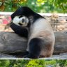 しょーちゃん🐼熊猫🐻 的头像