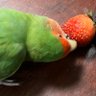 多聞天(ヴァイシュラヴァナ)の涼音 的头像