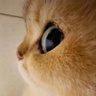 dhom profil fotoğrafı