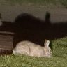 Rabbit_Is_Good_Rabbit_Is_Wise 的头像