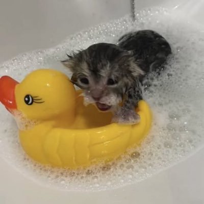 remi's profile picture