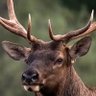 Profilbild von BUCK Muse