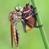 mr. robberfly ็ๅคดๅ
