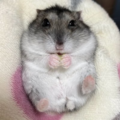 ちゃみ's profile picture