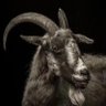 D-G.O.A.T profil fotoğrafı