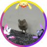 Profilbild von Fonsine got the 🦋s ʕ·ᴥ·ʔ‼️