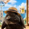 Linta🐰🦜🐟🚲's profile picture