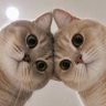 sankha subhra profil fotoğrafı