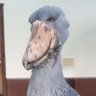 タキシードうどんa.k.a.うどんちゃん's profile picture
