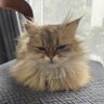 buhuo profil fotoğrafı