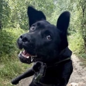 boris / emergency comms's profile picture